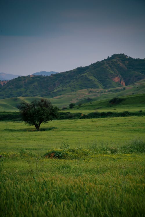 Green Grass Field and Tree Covered Mountain