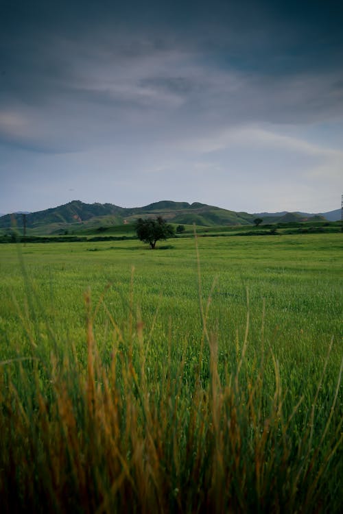 Kostenloses Stock Foto zu bäume, berg, bergketten