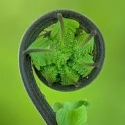 Unfurling fern fiddlehead — photo by Macro Photography on Pexels