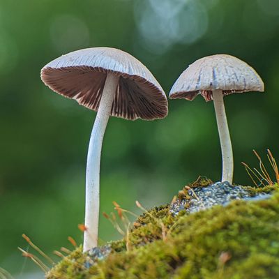 Cover art for Understory (Full Works) — photo by Macro Photography on Pexels