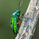 Green and Black Beetle on Brown Wood