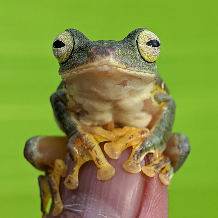 Frog On Finger