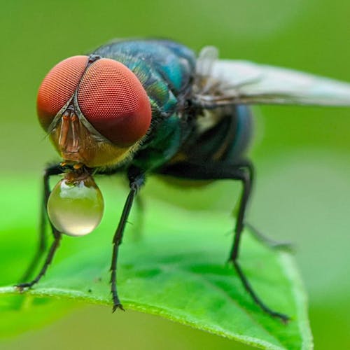 Fly with Water Drop