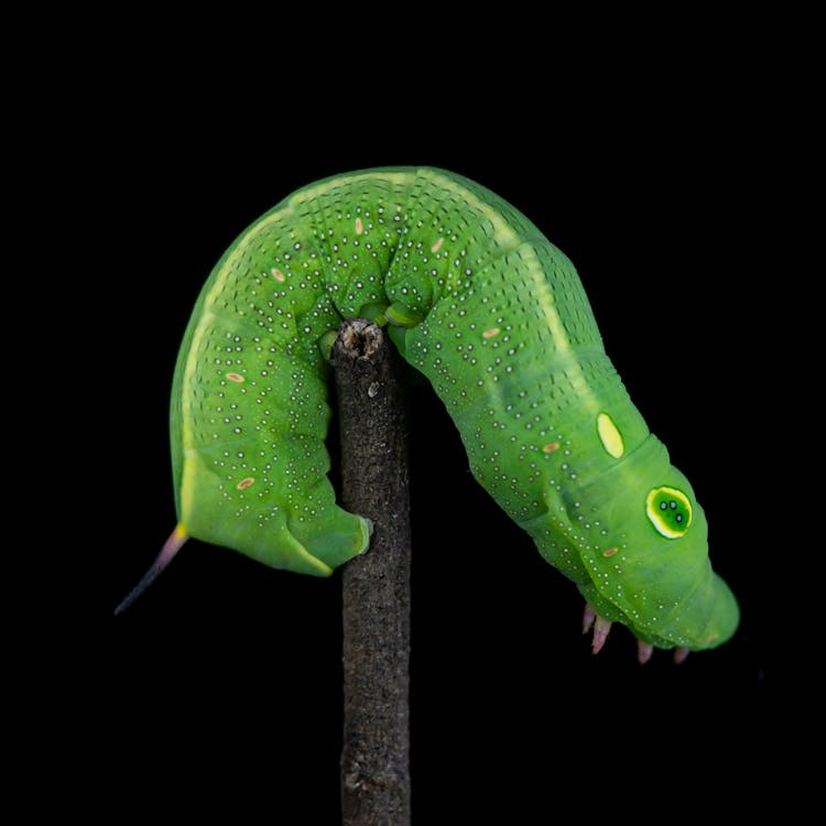 Caterpillar On Black Background