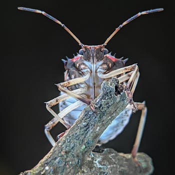 Close-up view of a shield bug perched on a branch against a dark background.