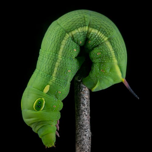 Gratis Immagine gratuita di caterpillar, formato quadrato, insetto Foto a disposizione