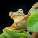 Hyla Images