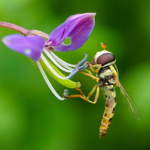 Free Macro shot capturing a hoverfly pollinating a vibrant purple wildflower. Stock Photo