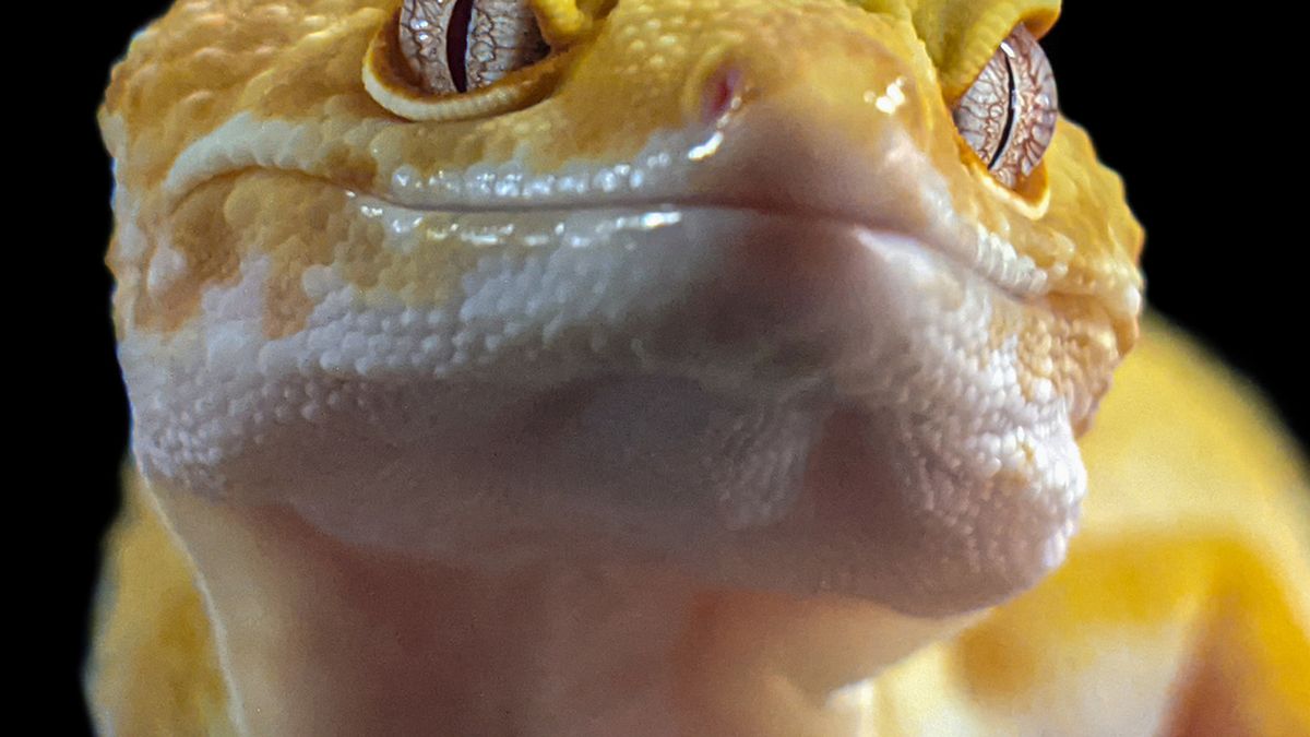 Gecko leopardo: cuidados, terrario, alimentación y salud