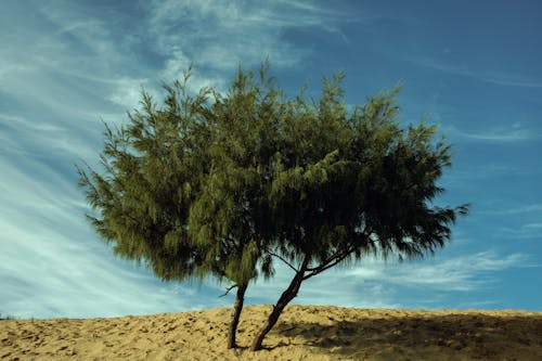 Free A Green Tree on Brown Sand  Stock Photo