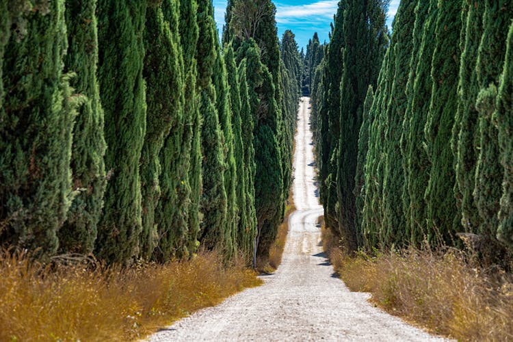 A Narrow Pathway Between Cupressus Trees