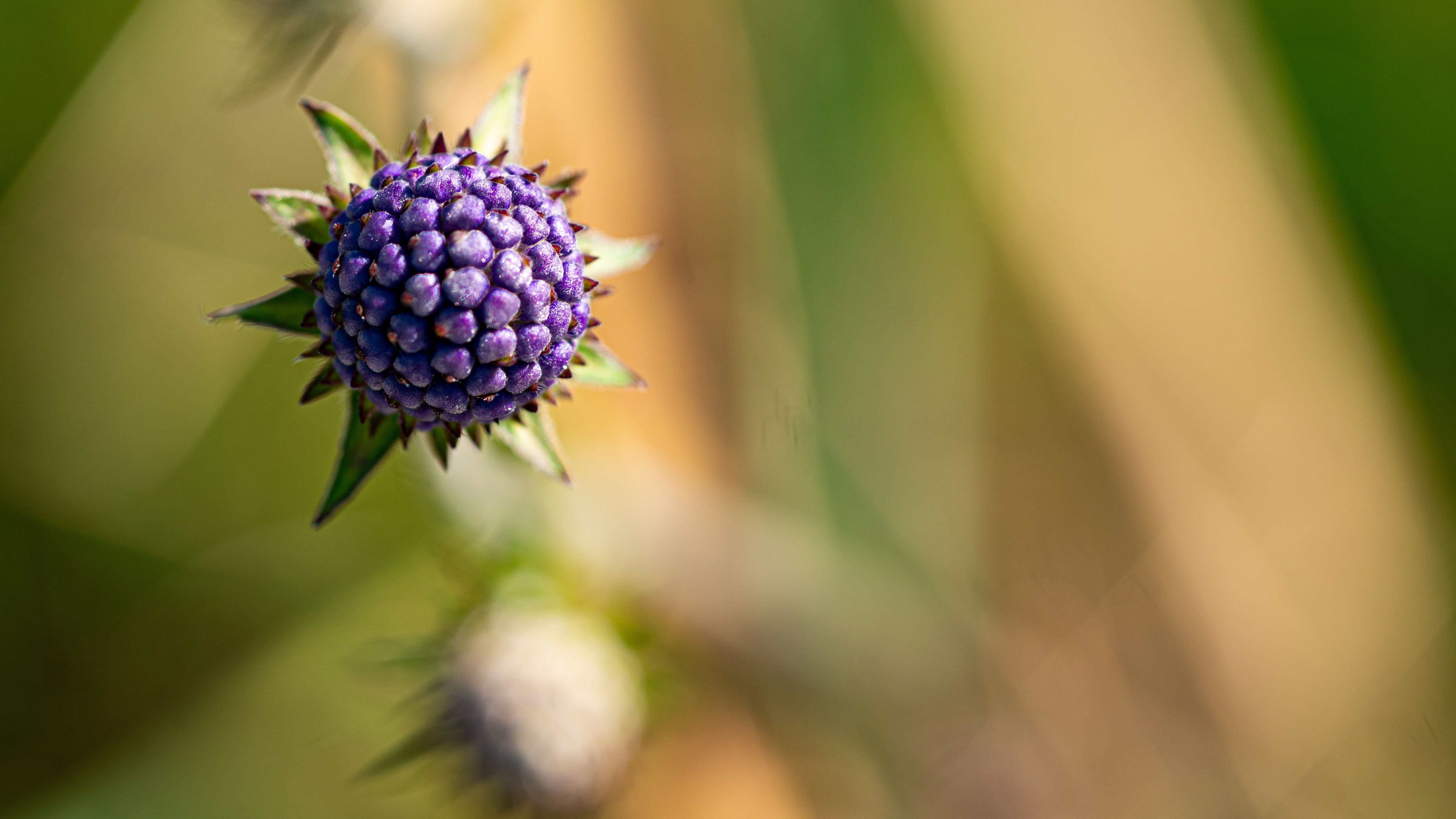 Devil's Claw: The Ancient Root with Remarkable Healing Power
