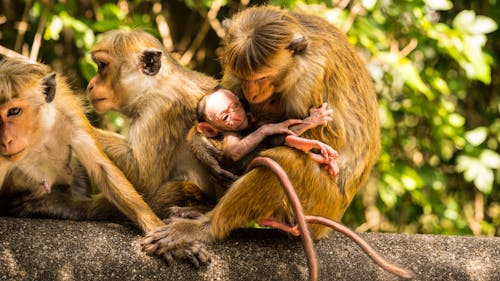 คลังภาพถ่ายฟรี ของ ท่อนไม้, ลิง, ลูกลิง