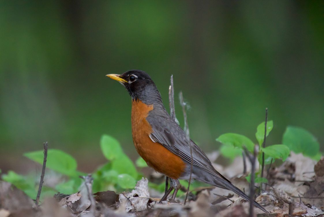 Close Up Photo of American Robin Bird · Free Stock Photo
