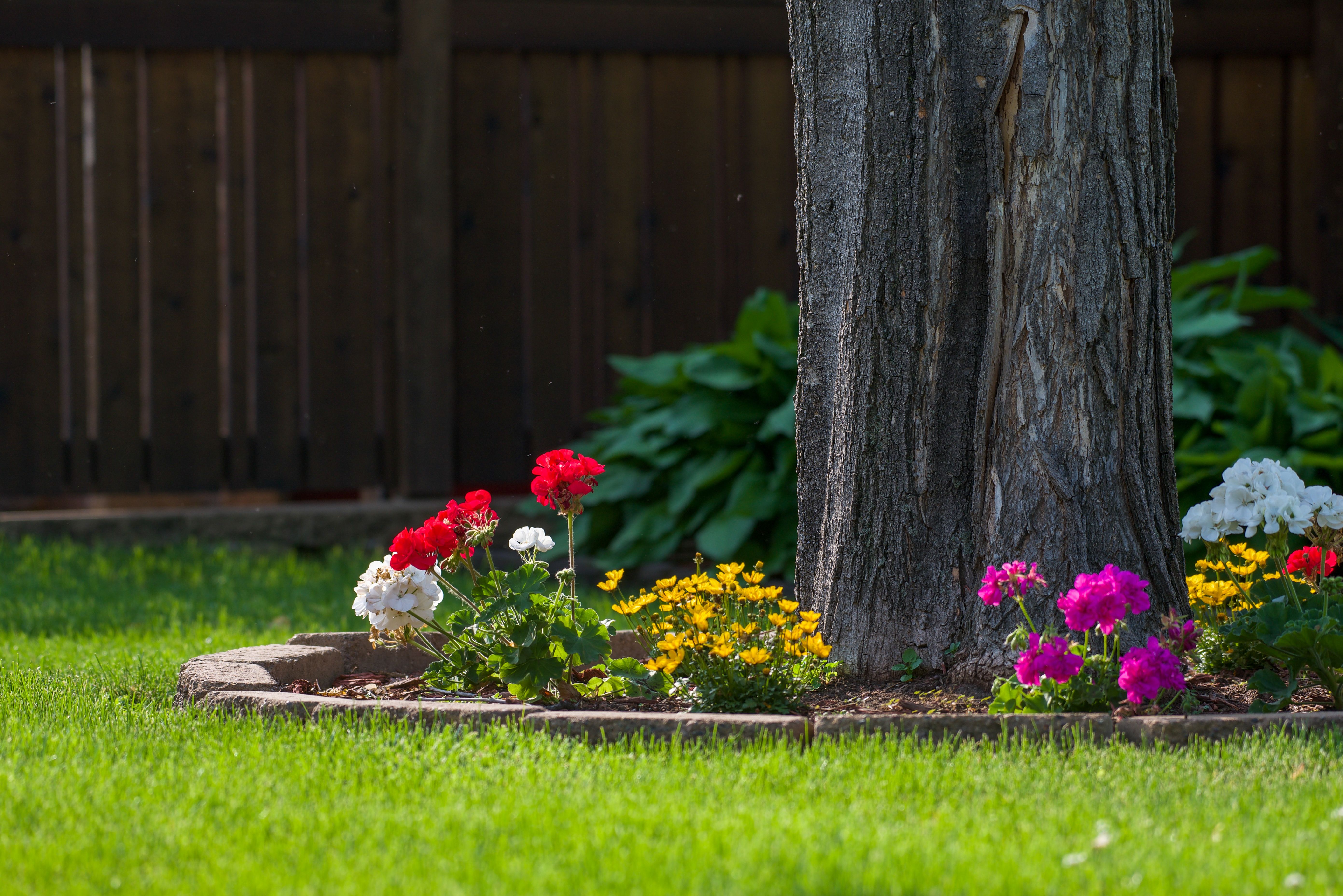 Tree trunk base kept visible within a planted garden bed