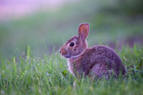 Fotobanka s bezplatnými fotkami na tému divočina, králik, rozkošný