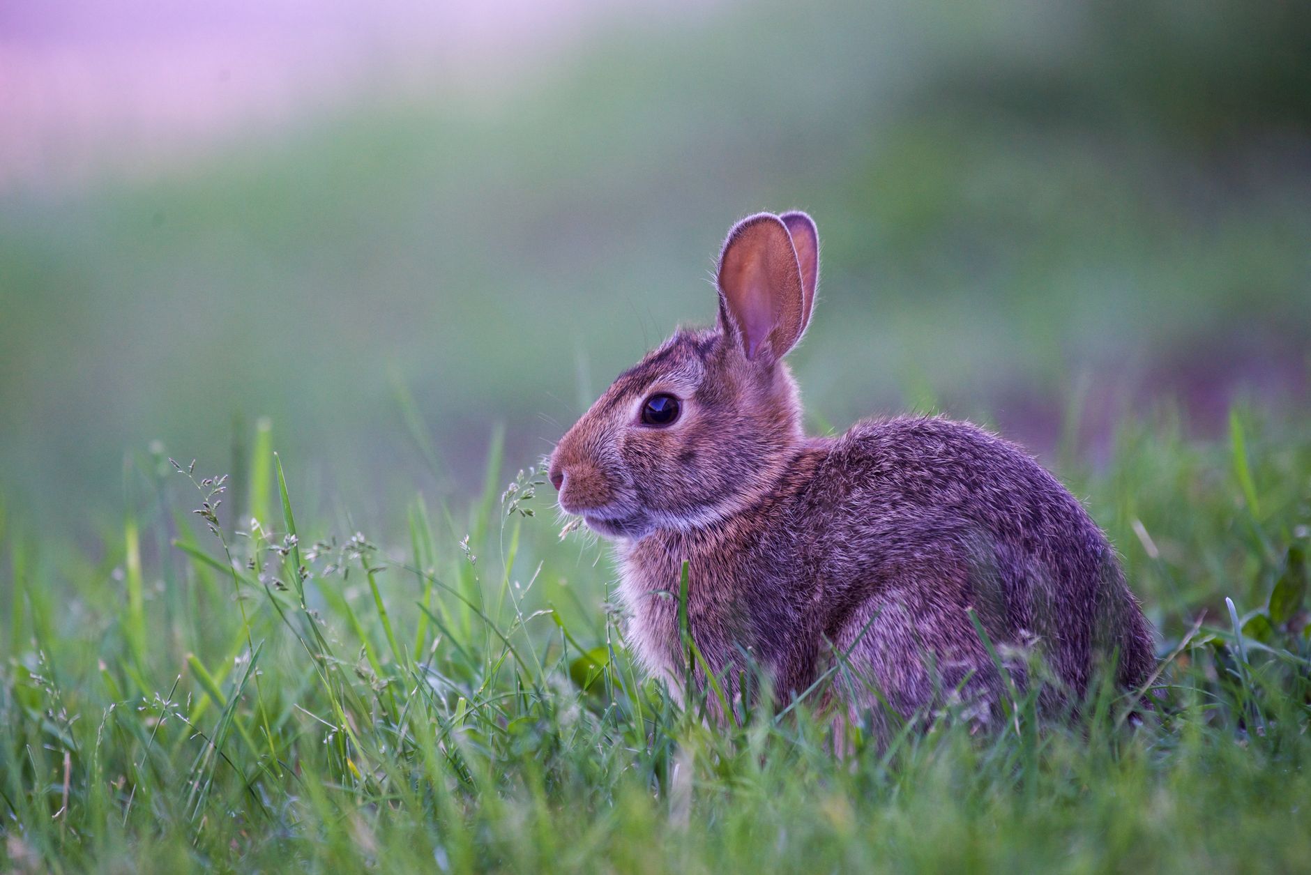 Veterinarian examining a rabbit during a checkup