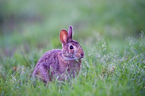 Adorable Rabbit on Green Grass 