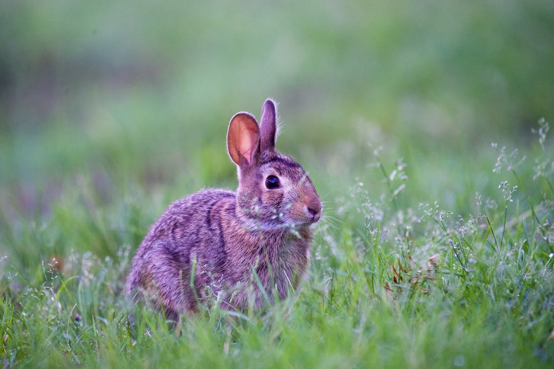 Adorable Rabbit on Green Grass 