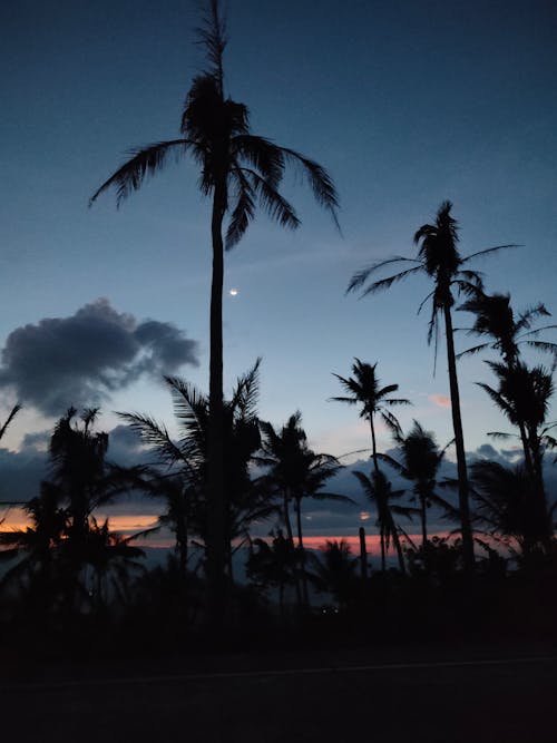 Gratis Fotos de stock gratuitas de cielo azul oscuro, Cocoteros, plantas Foto de stock