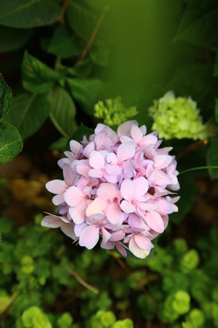 Close Up Shot Of A Pink French Hydrangea 