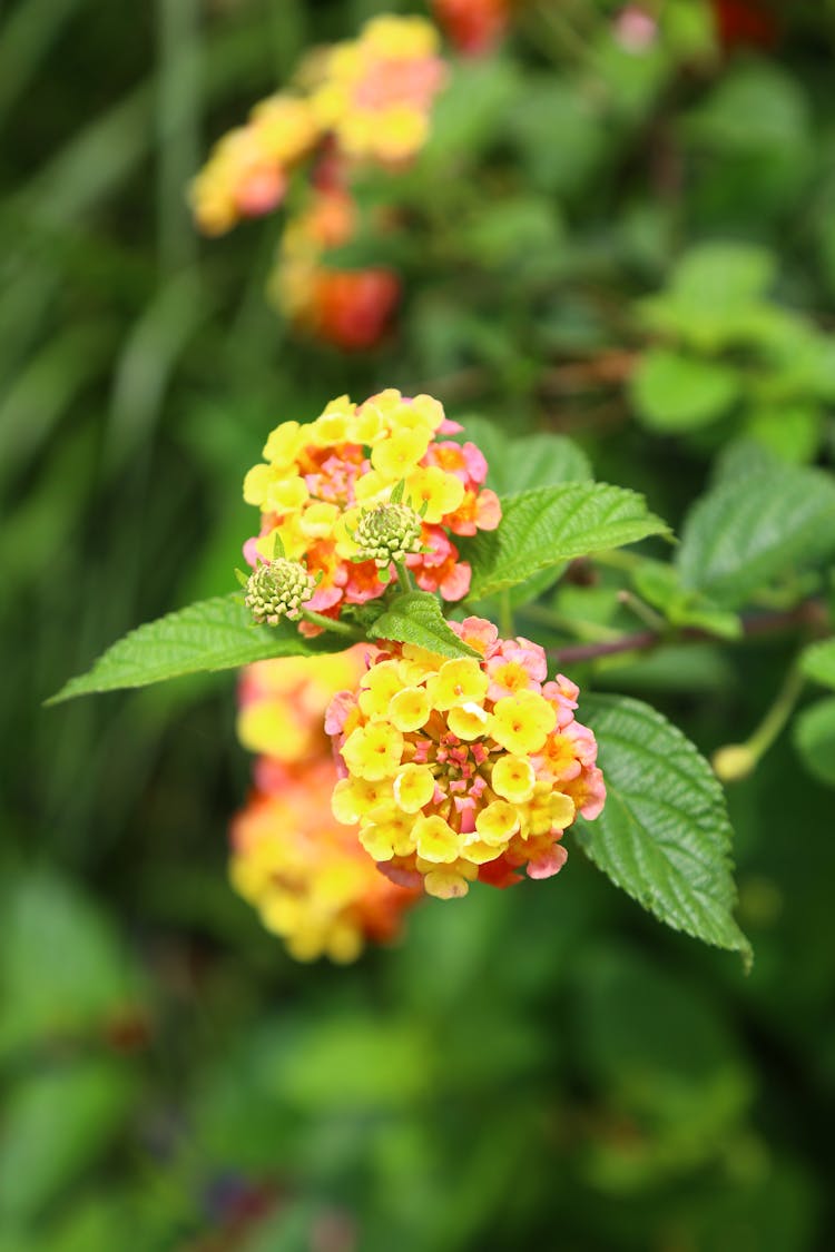 Beautiful Lantana Camara In Close-up Photography