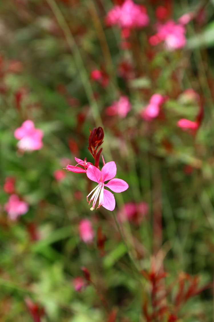 Close Up Photo Of Gaura Flower