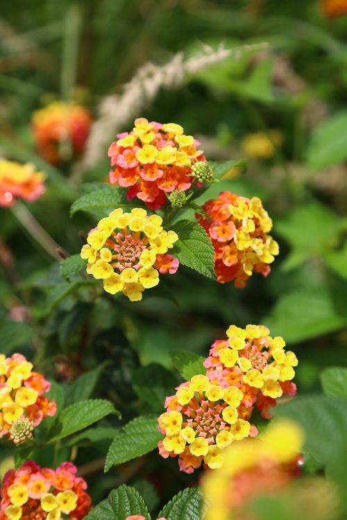 Free Close-up shot of vibrant Lantana camara flowers with green leaves, showcasing colorful blossoms in natural sunlight. Stock Photo