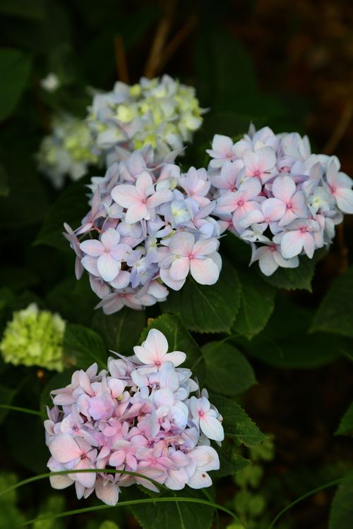 Free Beautiful hydrangea flowers blooming in shades of pink and purple, showcasing intricate petal patterns. Stock Photo