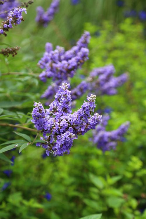 Gratis arkivbilde med blomsterfotografering, lavendel, lilla blomster