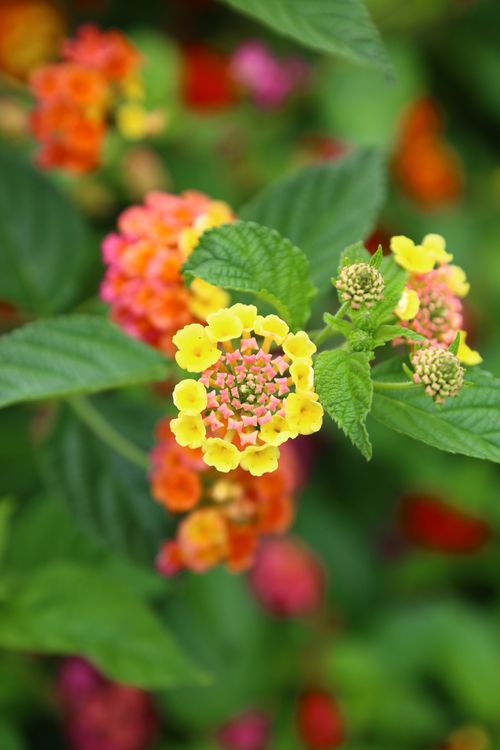 Free Close-up of colorful lantana flowers with lush green leaves, showcasing vibrant colors and intricate patterns. Stock Photo