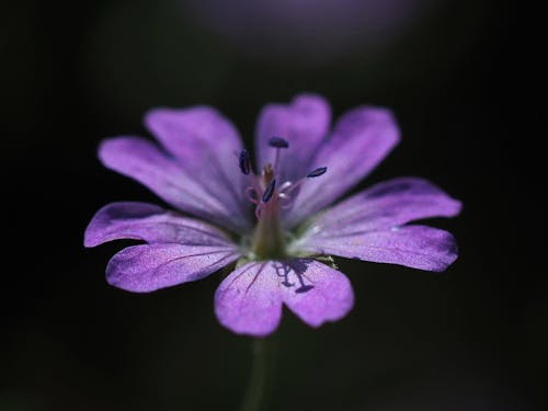Free Photos gratuites de étamine, fermer, fleur violette Stock Photo