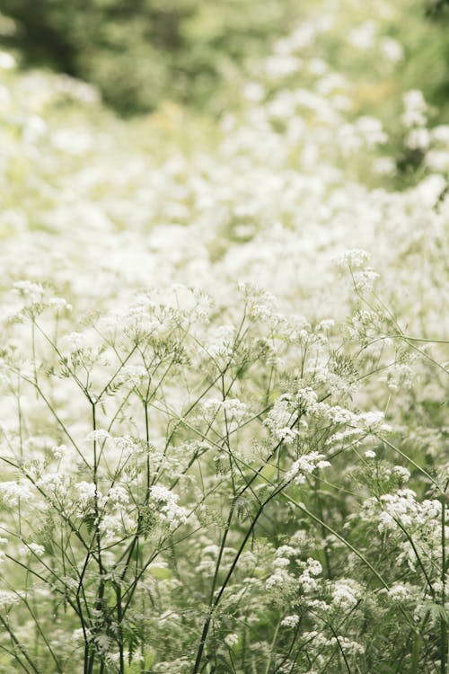 Δωρεάν στοκ φωτογραφιών με daucus carota, βάθος πεδίου, κατακόρυφη λήψη