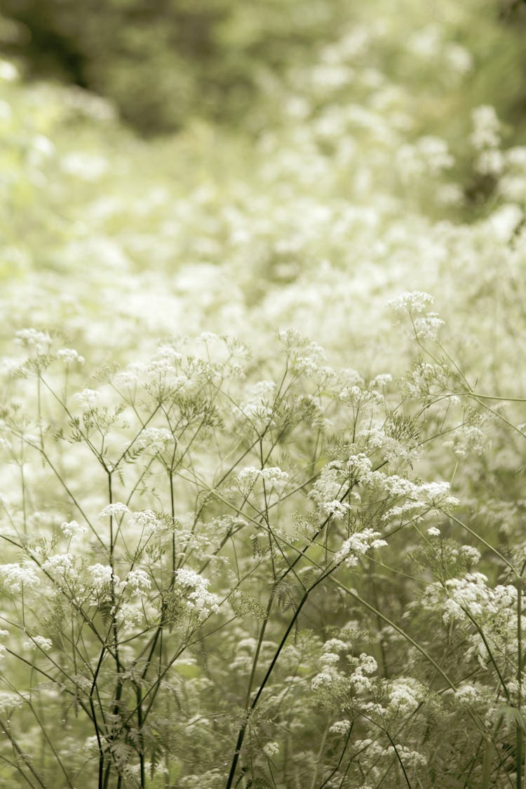 White Flowers In Tilt Shift Lens