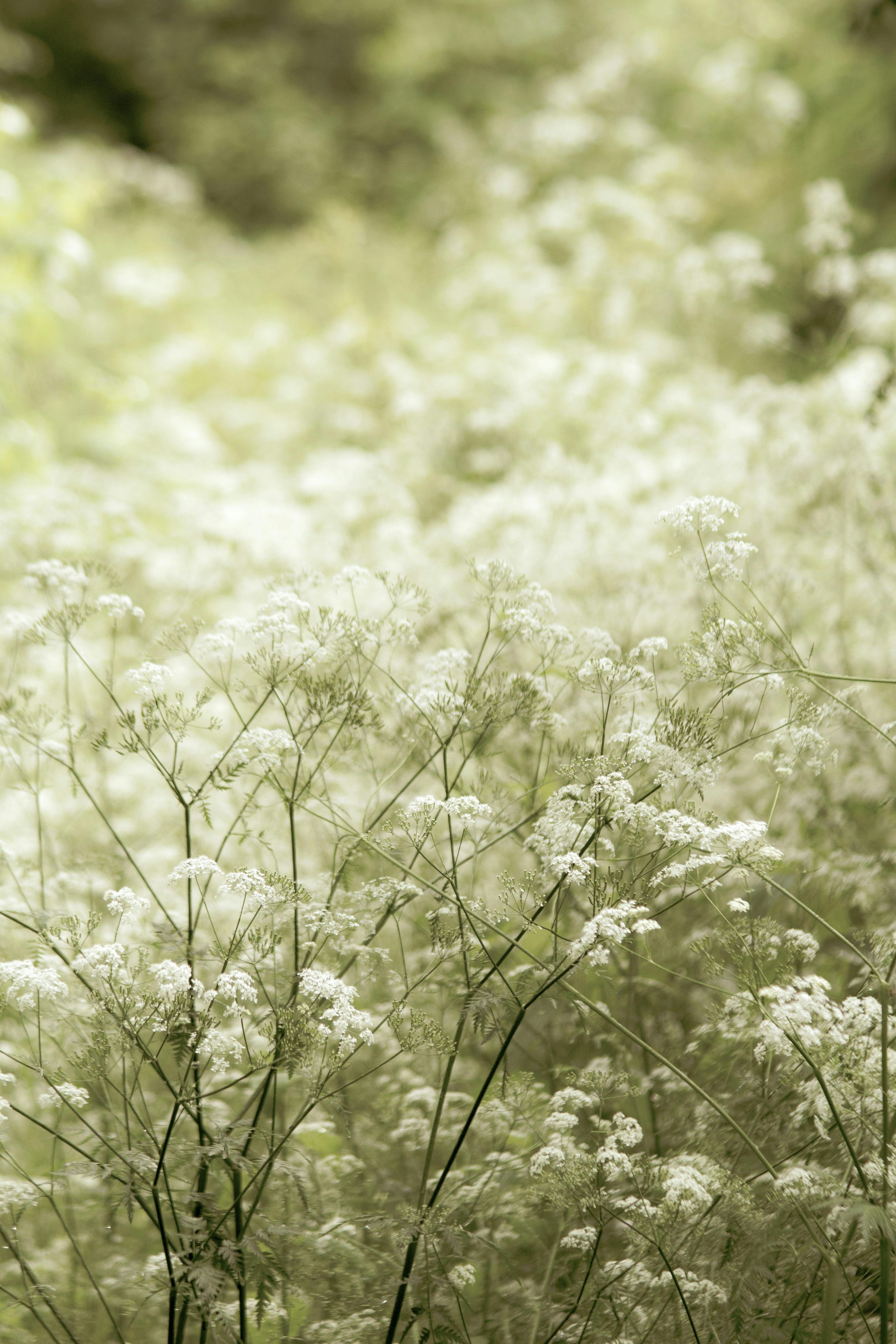 Shallow Focus Photography of White Boneset Flower · Free Stock Photo