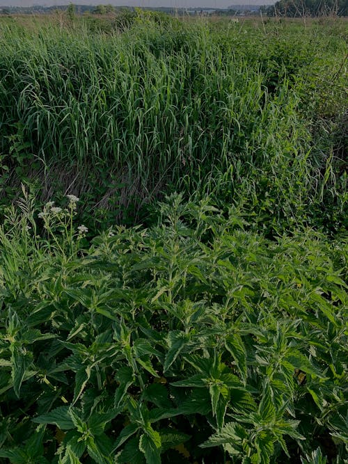 Immagine gratuita di campo, cespugli, erba verde