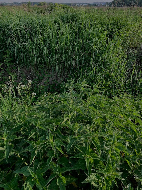 垂直拍摄, 植物, 田 的 免费素材图片