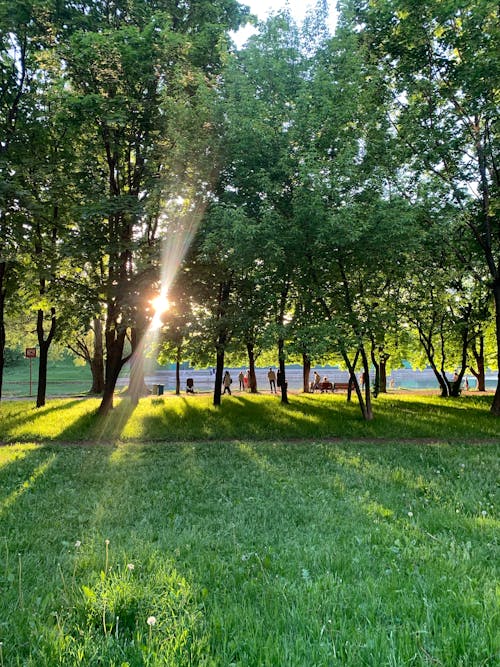 People Under Green Trees on a Grass Field Near a Lake