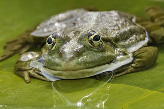 Detailed close-up of a frog resting on a leaf in a natural pond setting.