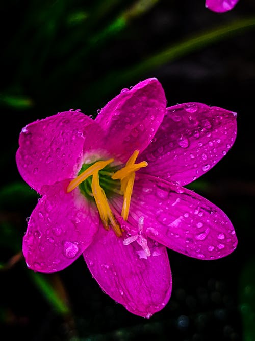 Free Rain lily Stock Photo
