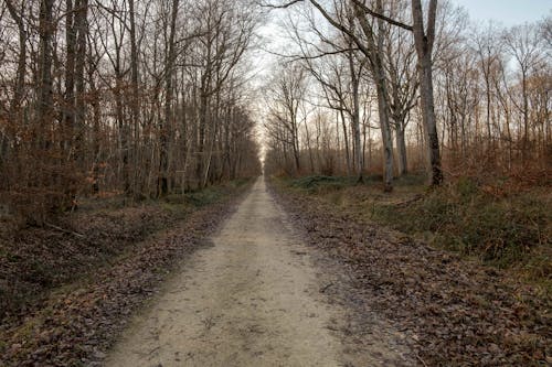 A Dirt Road Between Bare Trees