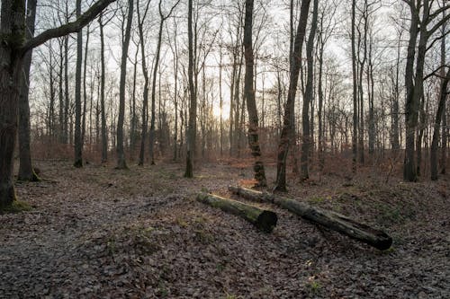 Foto d'estoc gratuïta de alba, arbres nus, boscos