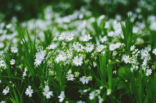 A vibrant display of small white flowers amid lush green grass in a spring meadow.