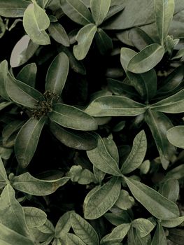 Detailed close-up of dark green leaves and botanical texture captured from above.