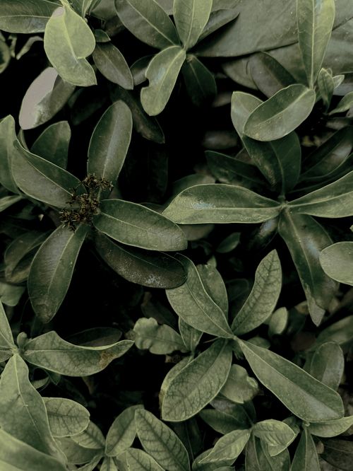 Free Detailed close-up of dark green leaves and botanical texture captured from above. Stock Photo