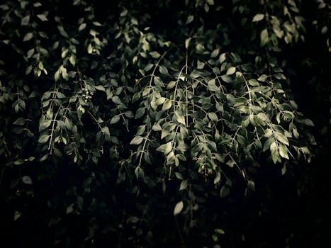 Captivating dark green foliage captured in Vadodara, India. Perfect for nature and environmental themes.
