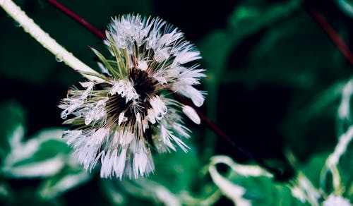 たんぽぽ, タンポポの種, 植物の写真の無料の写真素材
