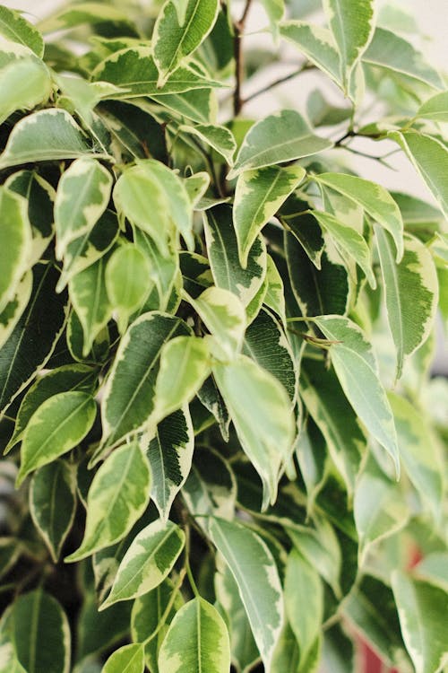 Kostnadsfri bild av ficus kinki, gröna löv, homeplant