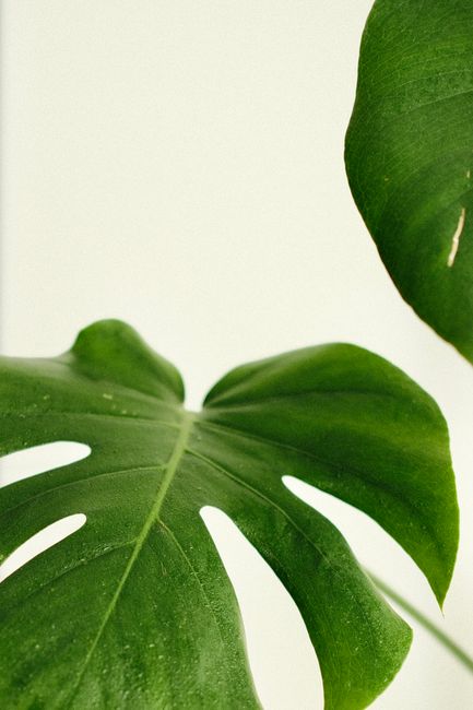 Intricate close-up of lush green monstera leaves against a clean white backdrop.