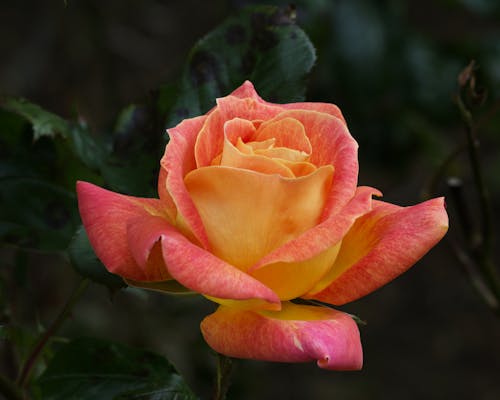 Orange and Yellow Rose in Close-Up Photography 